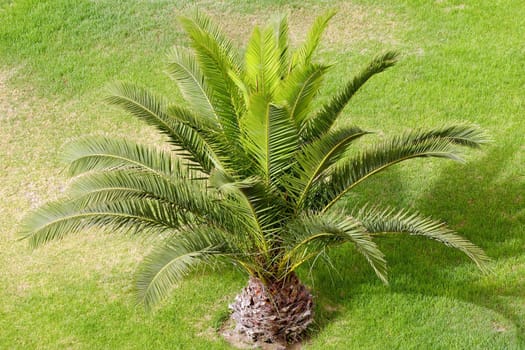 Palm on green grass