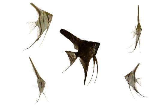 Five scalar fish swimming. Taken on a clean white background