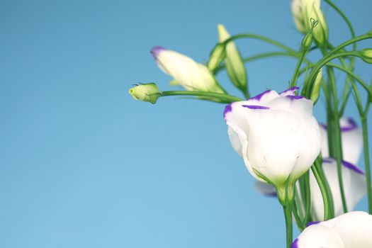 lisianthus eustoma blue shadow on blue background