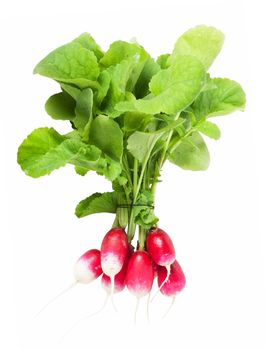 A bunch of fresh garden radishes isolated over white background