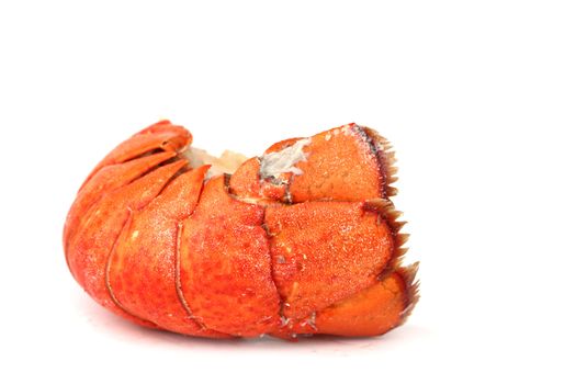 red lobster tail close up