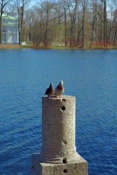A pair of pigeons on a stone upright at a park