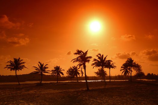 palm in yellow sunrise sky