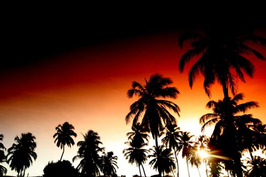 palm in yellow sunrise sky