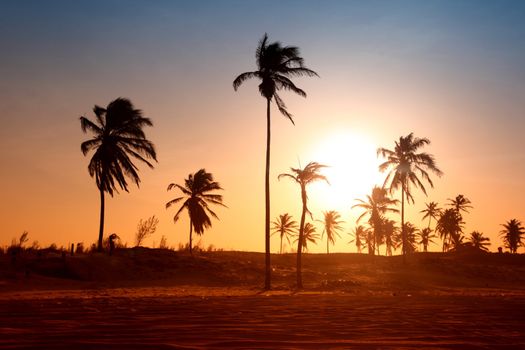 palm in yellow sunrise sky
