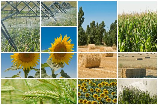 Collage made of photos about agriculture.