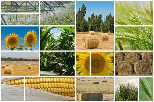 Collage made of photos about agriculture.