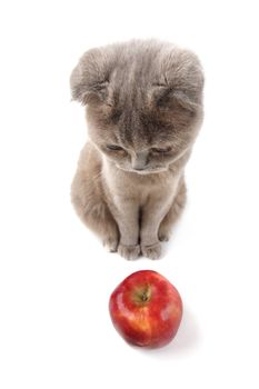 cat find apples isolated on white