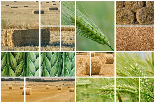 Collage made of photos about agriculture.