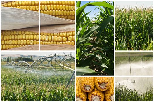 Collage made of photos about agriculture.