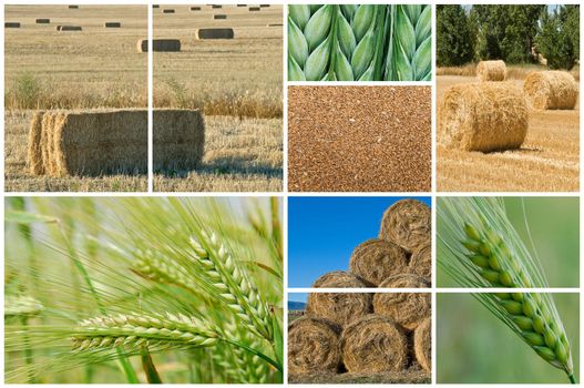 Collage made of photos about agriculture.