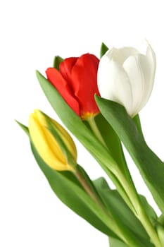 colorful tulips close up holiday background