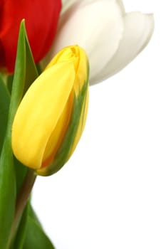 colorful tulips close up holiday background