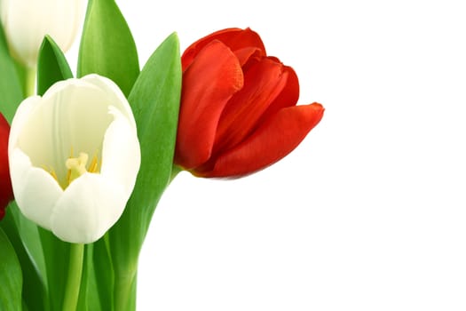colorful tulips close up holiday background