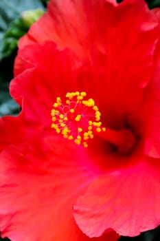 Macro photograph of flower's core.