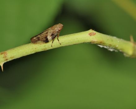 Leafhopper perched on a plant stem.