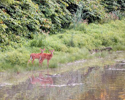 Two whitetail deer fawns standing at the edge of a stream.