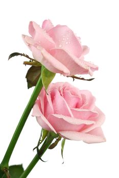 pink rose isolated on white background