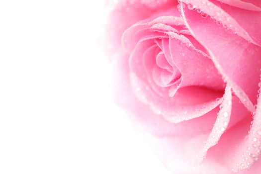 pink rose macro close up