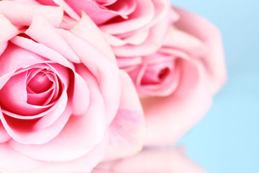 pink rose macro close up