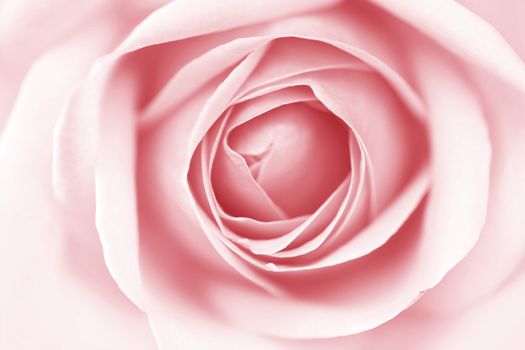 pink rose macro close up
