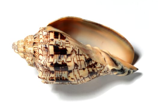 seashell isolated on white background