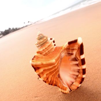 shell on sand under sunset sky
