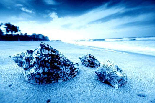 shell on sand under sunset sky