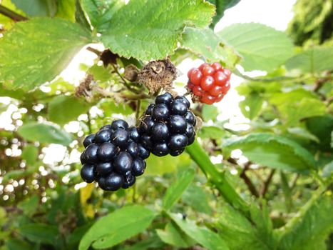 color, colour, colorful, colourful, plant, flora, horticulture, garden, gardening, vegetation, grow, growth, grown, growing, close, closeup, organic, delicate, nature, natural, horticultural, 
, flora,  foliage,  spring, summer, background, zoom , 
berries, berries, berries, tasty, food, ingredient, yummy, natural, tasty, macro
