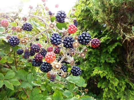 color, colour, colorful, colourful, plant, flora, horticulture, garden, gardening, vegetation, grow, growth, grown, growing, close, closeup, organic, delicate, nature, natural, horticultural, 
, flora,  foliage,  spring, summer, background, zoom , 
berries, berries, berries, tasty, food, ingredient, yummy, natural, tasty, macro
