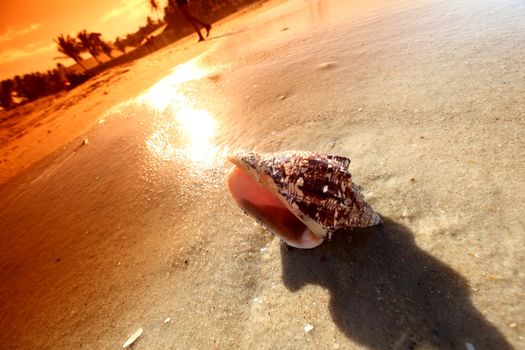 shell on sand under sunset sky