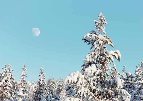 High pine in the winter northern forest