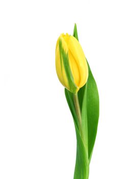 yellow tulip isolated on white