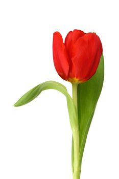 red tulip isolated on white