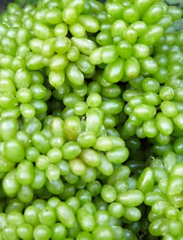 The large dessert green grapes - edible background