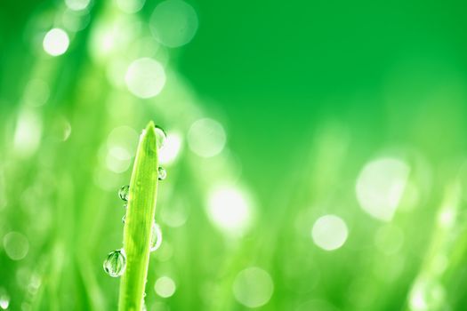 water drops on grass blade nature background