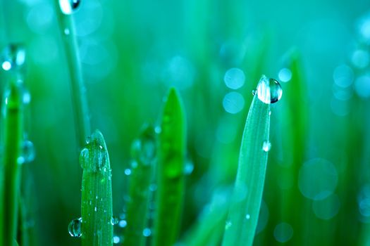 water drops on grass blade nature background