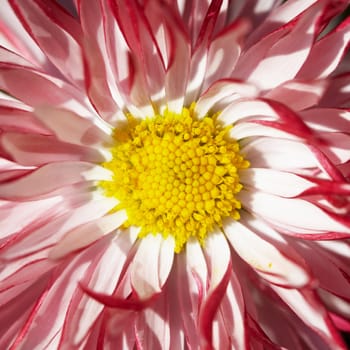 Decorative red flower with yellow middle - close-up