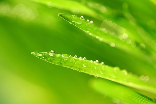 water drops on grass blade nature background