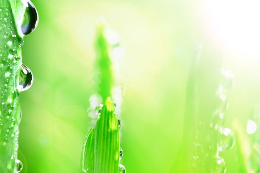 water drop shine in sun light