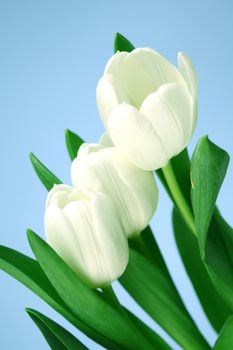 white tulip isolated on blue