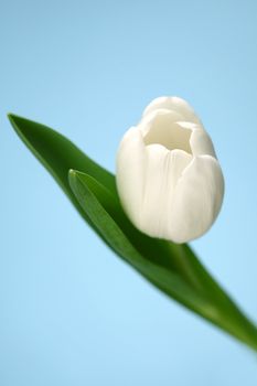 white tulip isolated on blue