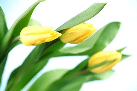 yellow tulips macro clos? up 