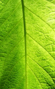 A close up view of a green leaf.
