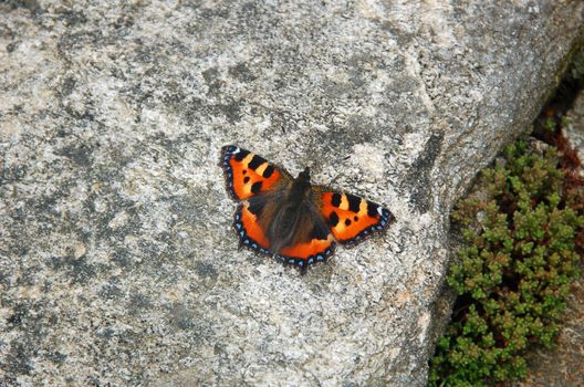 Small Tortoiseshell - Aglais urticae resting on a rock before it flies on.