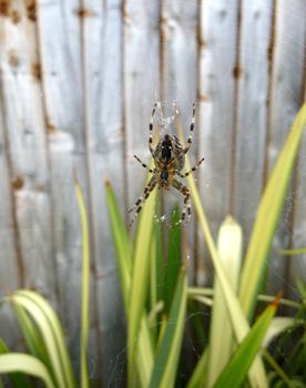 A spider that is hanging on its web.