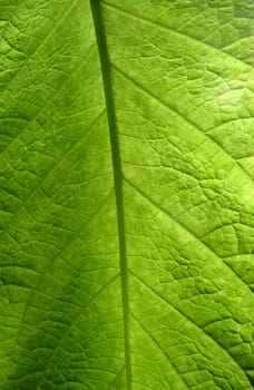 A close up view of a green leaf.