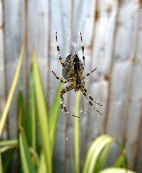 A spider that is hanging on its web.