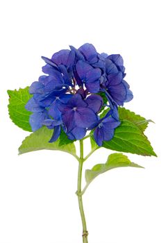 Side view of Lacecap Hydrangea isolated on white background.