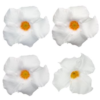 Top view of four white flowering Mandevilla (Dipladenia) isolated on white background.